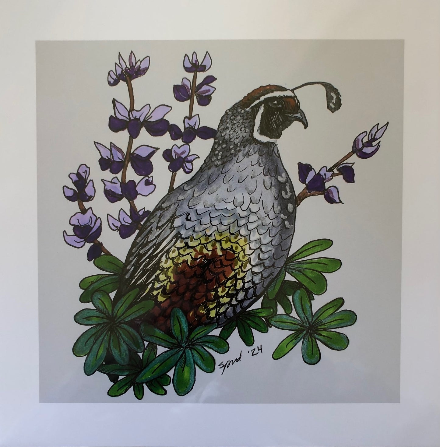 Lupine Quail Giclee Print
