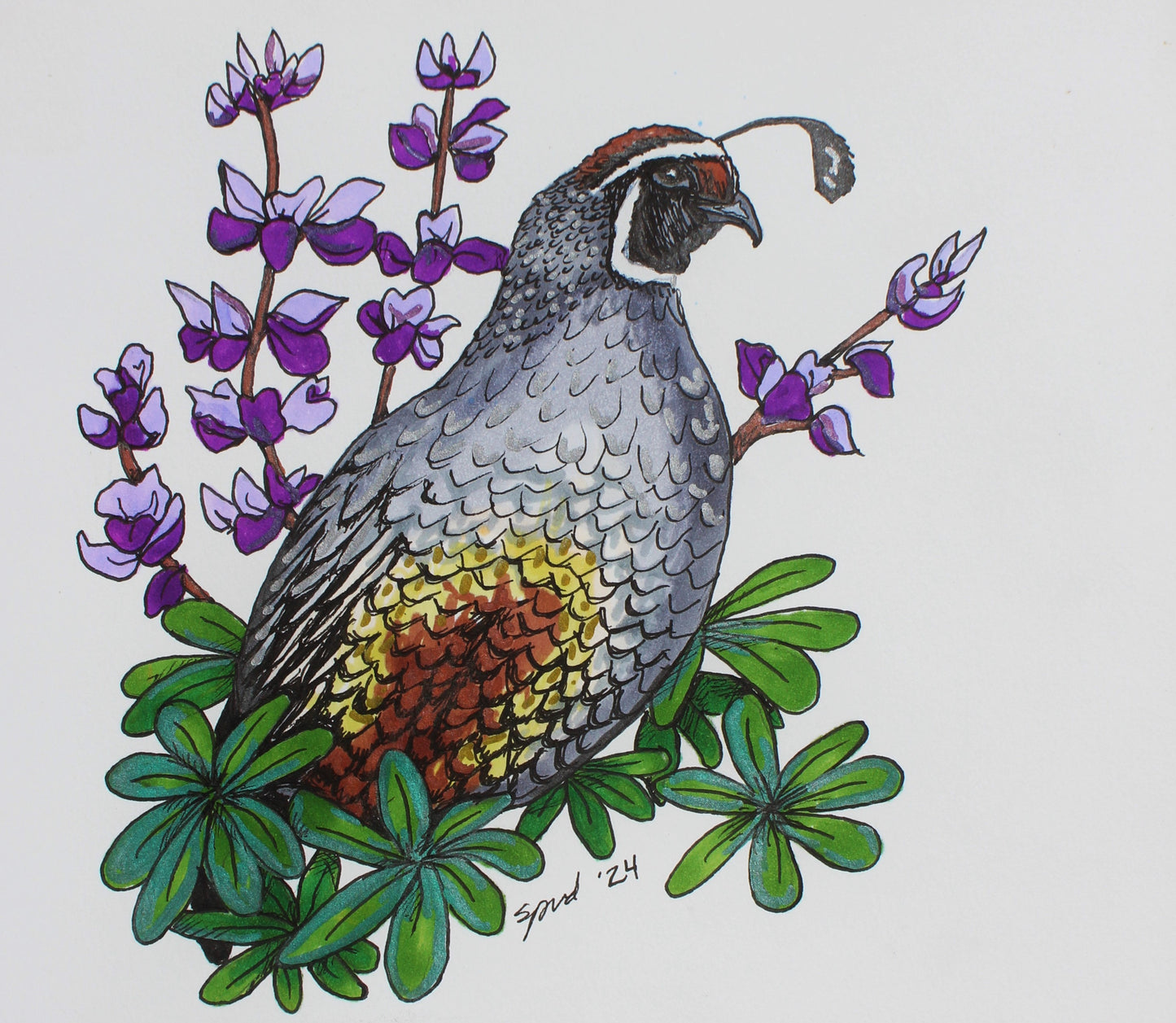 Lupine Quail Giclee Print