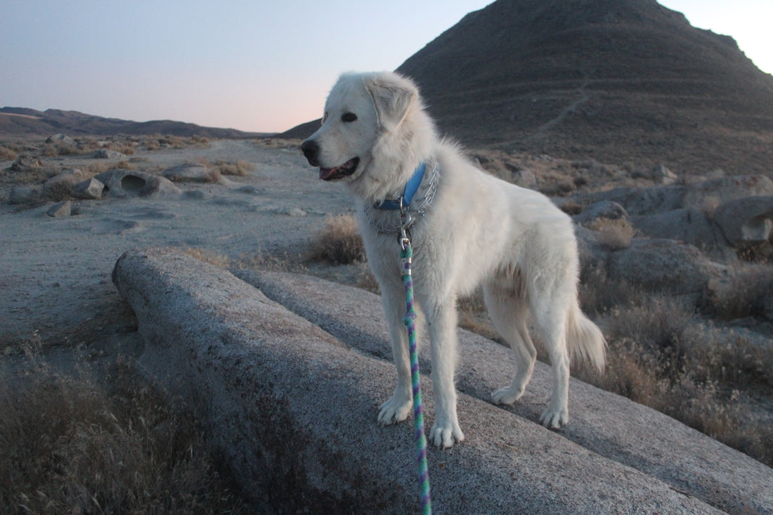 Black Rock High Rock Emigrant Trails National Conservation Area Artist in Residence - Part 2